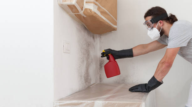 Basement Mold Remediation treatment on basement walls in Dresher